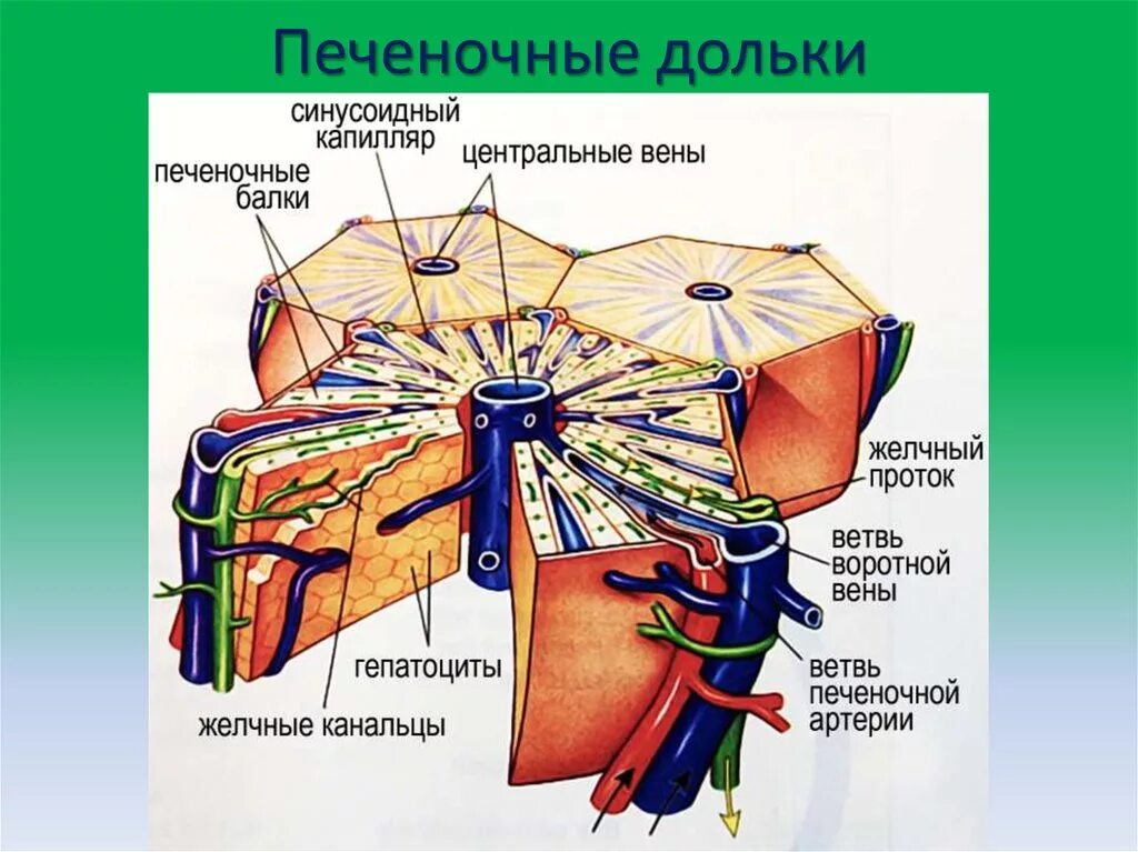 Функциональная единица печени. Строение дольки печени человека. Печеночная долька анатомия. Строение печени и печеночной дольки. Центральная Вена печеночной дольки.