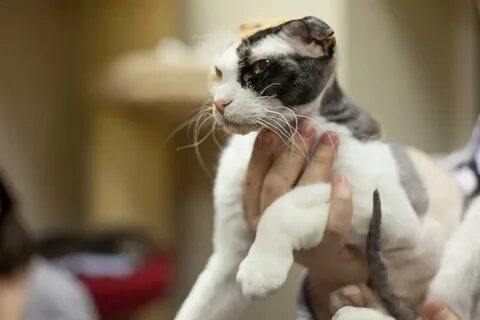 Получить кошку