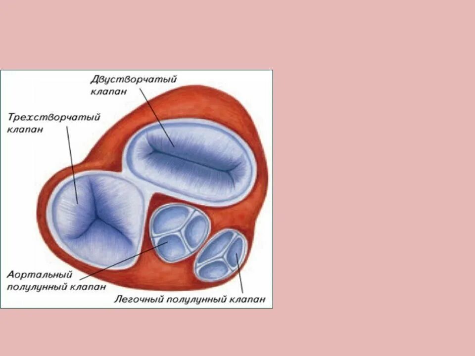 Полулунный клапан строение. Клапаны сердца схема полулунный. Строение створчатых клапанов сердца. Створчатый клапан и полулунный клапан.