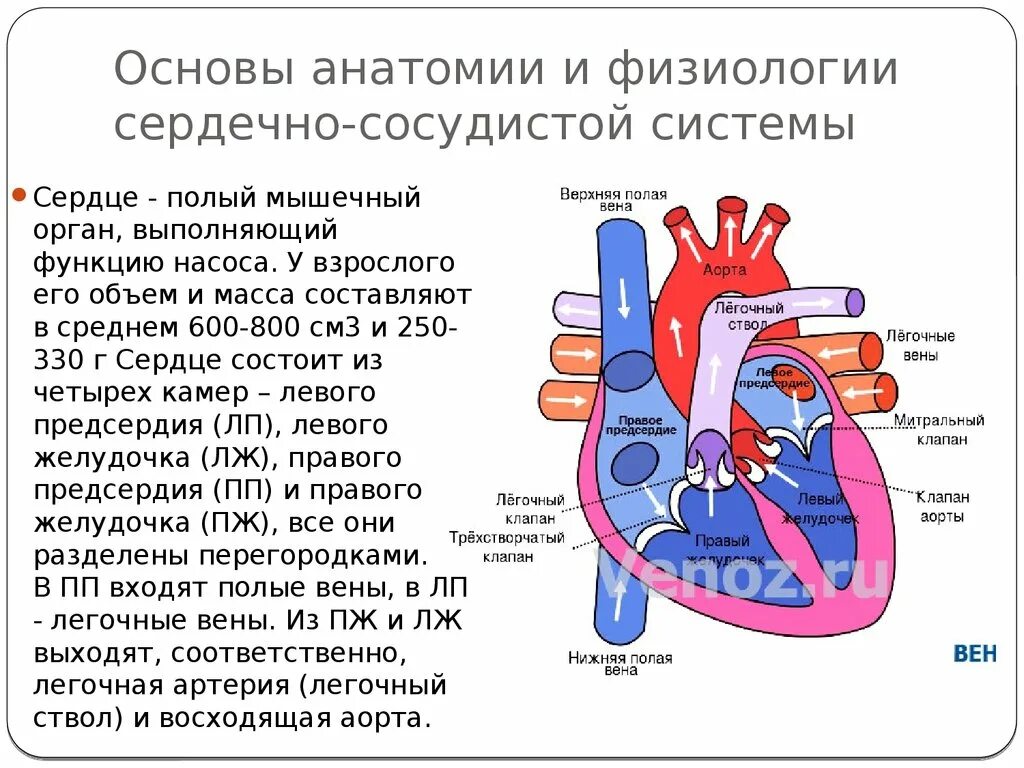 Строение сердечно сосудистой системы человека. Строение сердца нормальная физиология. Строение и физиология сердечно сосудистой системы. Строение сердца и сосудов кратко. Заканчивается в правом предсердии