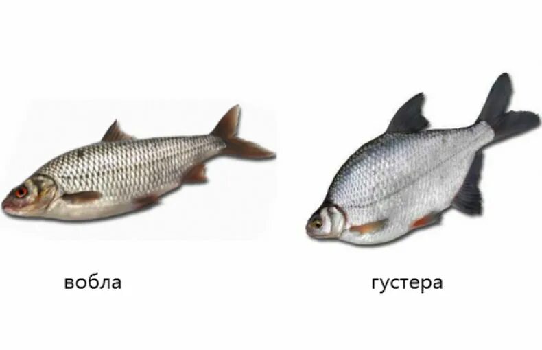 Отличие воблы от плотвы