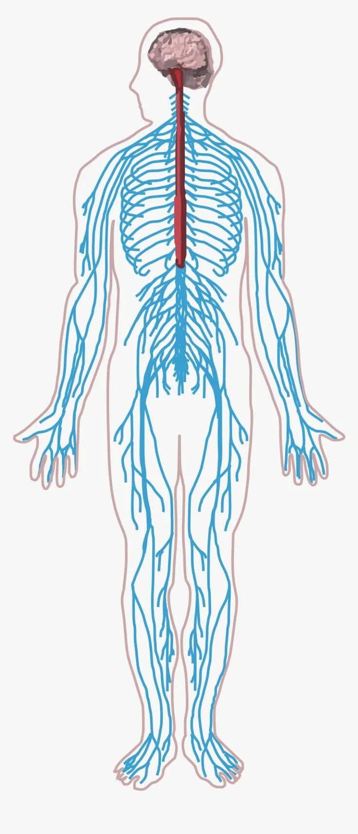 Thumb Image - Central Nervous System Drawing, HD Png Download is free transparen