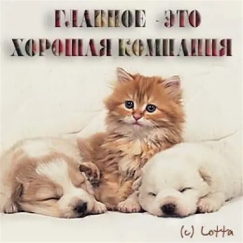 Главное хорошая компания. Мужчина с друзьями в баре. Компания друзей. Друзья общаются. Общение с коллегами.