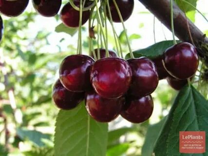 Вишня память еникеева описание сорта