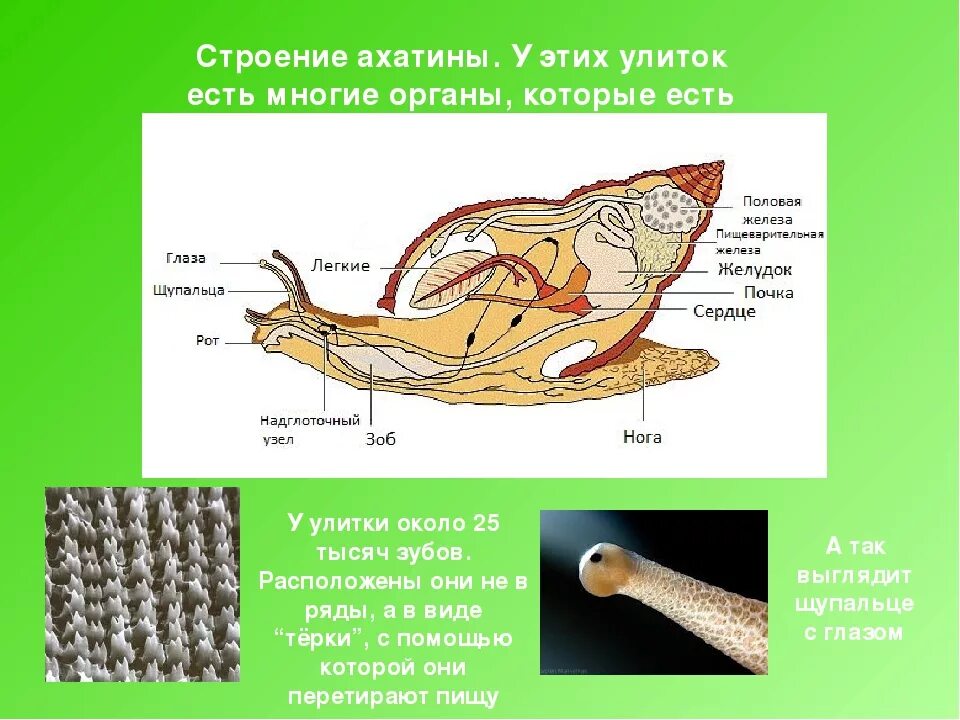 Внутреннее строение улитки ахатины. Строение улитки ахатины. Строение улитки ахатина. Внутреннее строение виноградной улитки таблица. Тело виноградной улитки