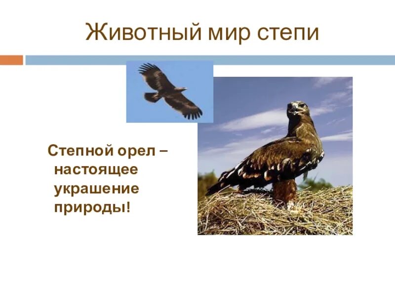 Степной орел сообщение по окружающему миру. Символ степи. животные степи 4 класс степной орел. систематика степного орла. органический мир степи.