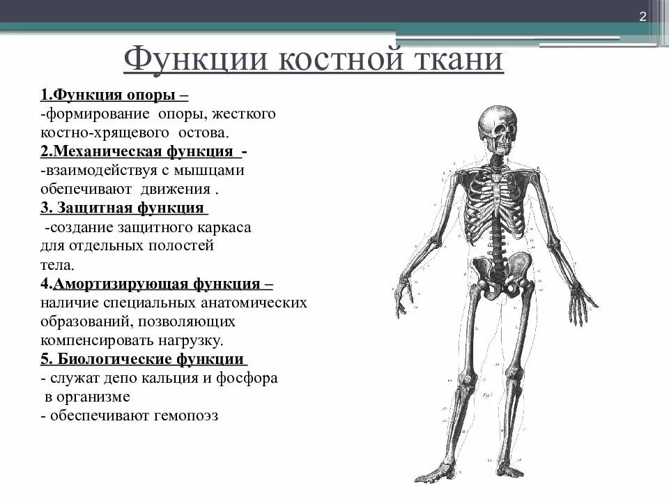 Функции костной системы. Функции скелета опорная защитная. Функция опоры. Функции скелета животных. Мышцы системы опоры и движения.