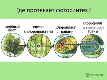 Хлоропласты осуществляют процесс фотосинтеза