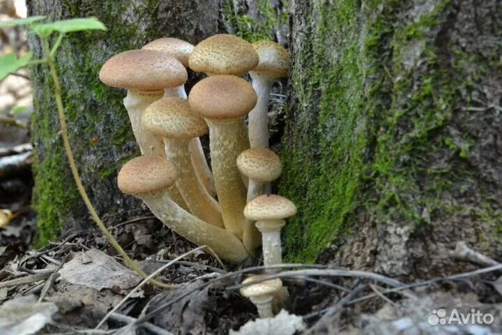 Pin on Huby Stuffed mushrooms, Garden sculpture, Outdoor decor