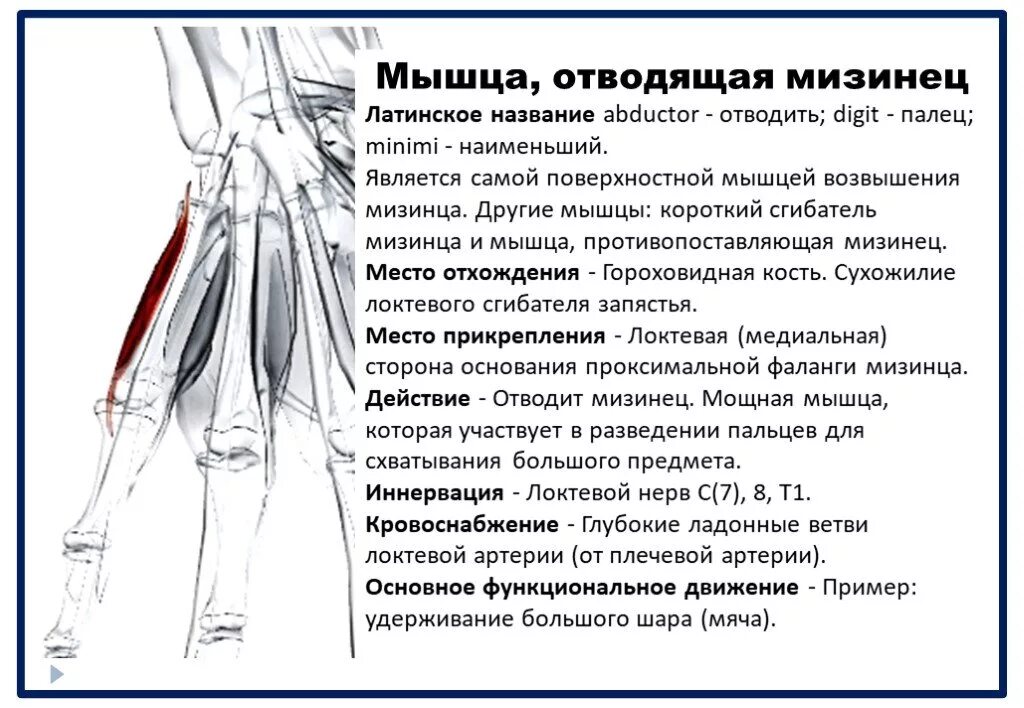 Длинная мышца отводящая мизинец кисти. Короткая отводящая мышца большого пальца иннервация. Мишца отводяшая мезинец. Мыша отводящий мизинец. Приводящие латынь