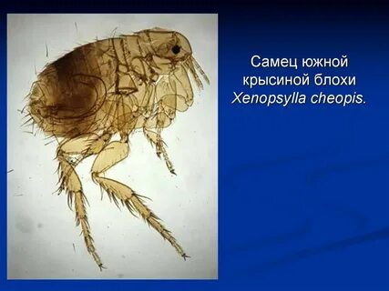Крысиные блохи