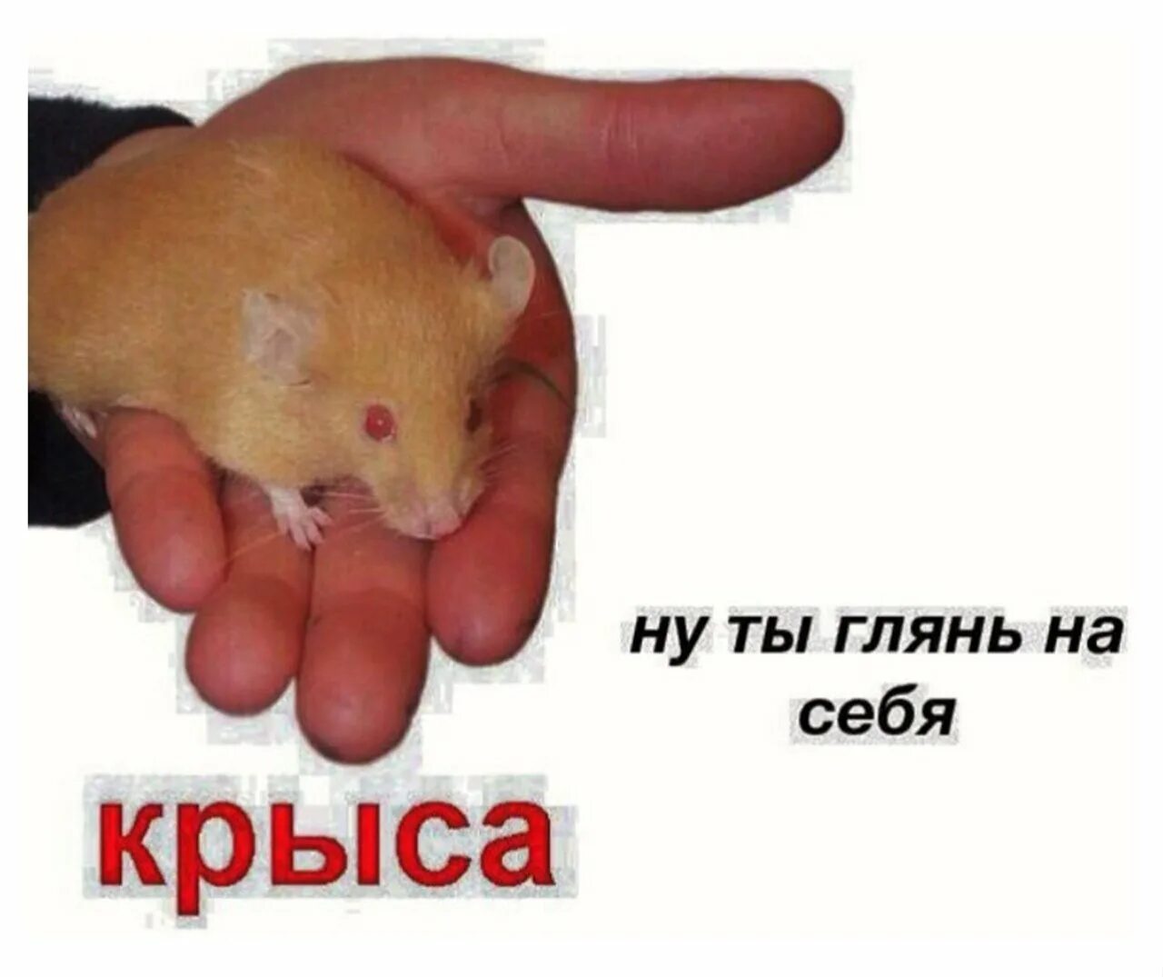 Там базарят крысы. Цитаты про крыс. Там базарят крысы. Высказывания про людей крыс. Там базарят крысы.