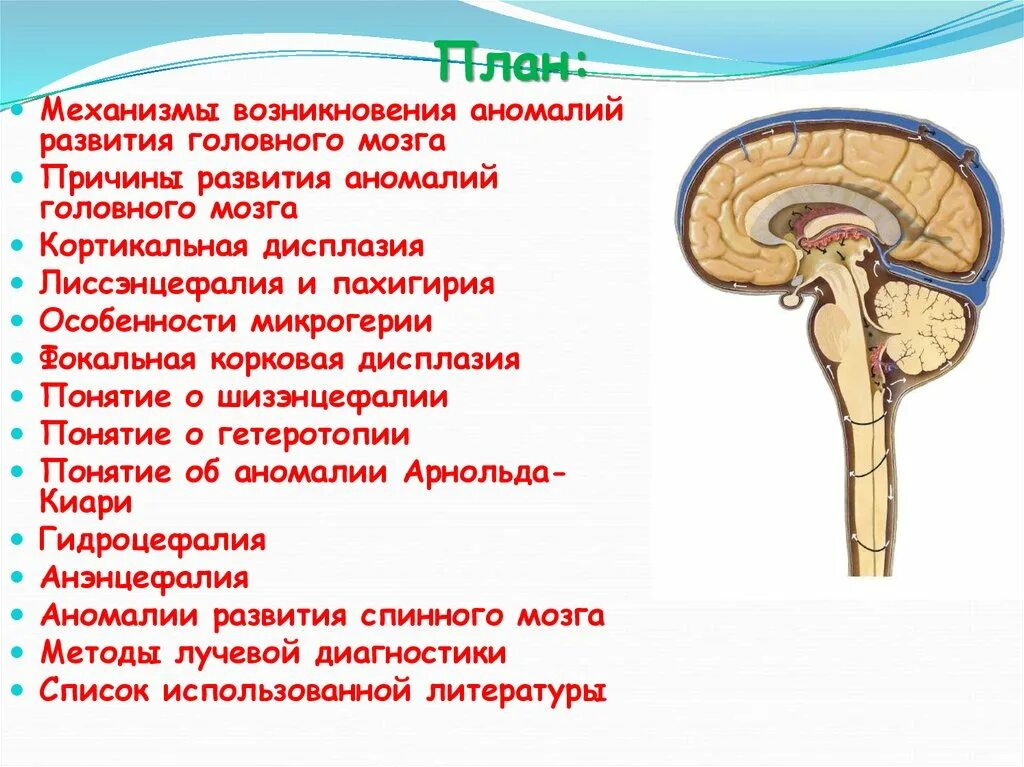 Аномалии развития мозга. Развитие головного мозга. Аномалии развития головного мозга. Врожденные пороки развития головного мозга.