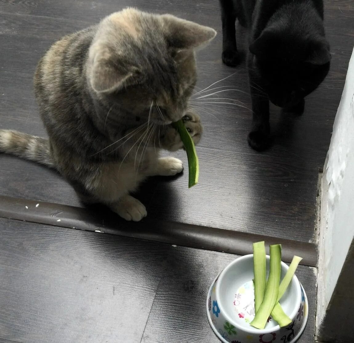 Какое животное ест кота. Котик с едой. кот и овощи. кошка ест овощи. кошка ест.