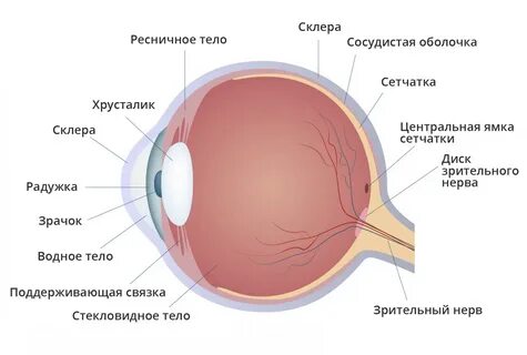 Разное строение глаз