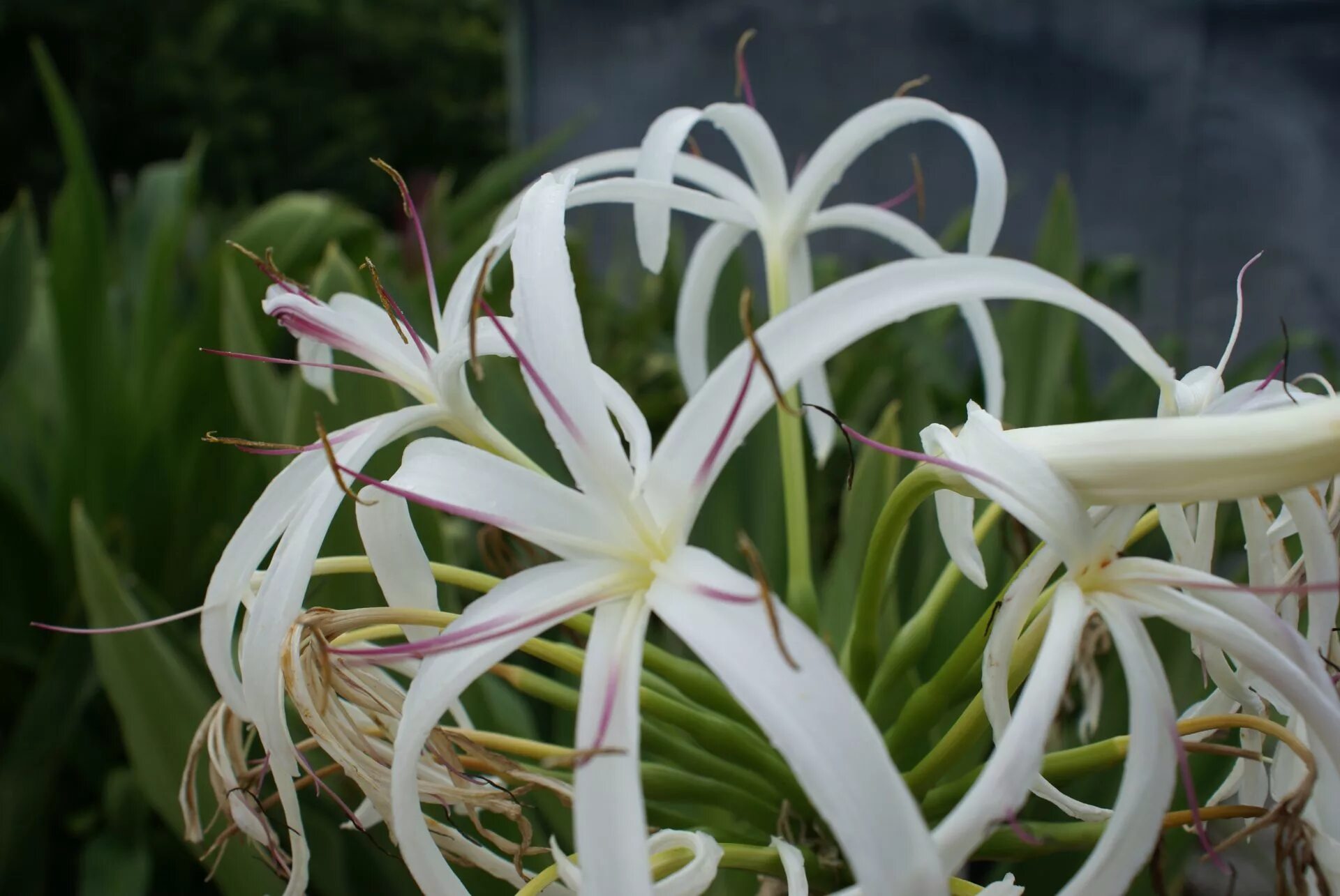 Кринум фото. Кринум Ягус. Кринум цветок. Луковичные кринум. Crinum abyssinicum.