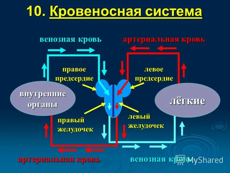 Венозная кровь наблюдается в. Артериальная и венозная кровь. Венозная и артериальная кровь различия. Артериальная кровь и венозная кровь.