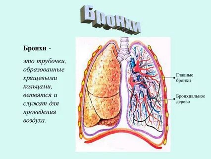 Легкие образованы