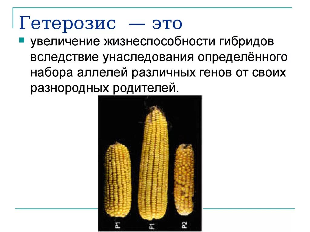 Гибрид это простыми словами. Гетерозис кукурузы аутбридинг. Карпеченко гетерозис. Гетерозис в селекции растений. Методы селекции растений гетерозис.