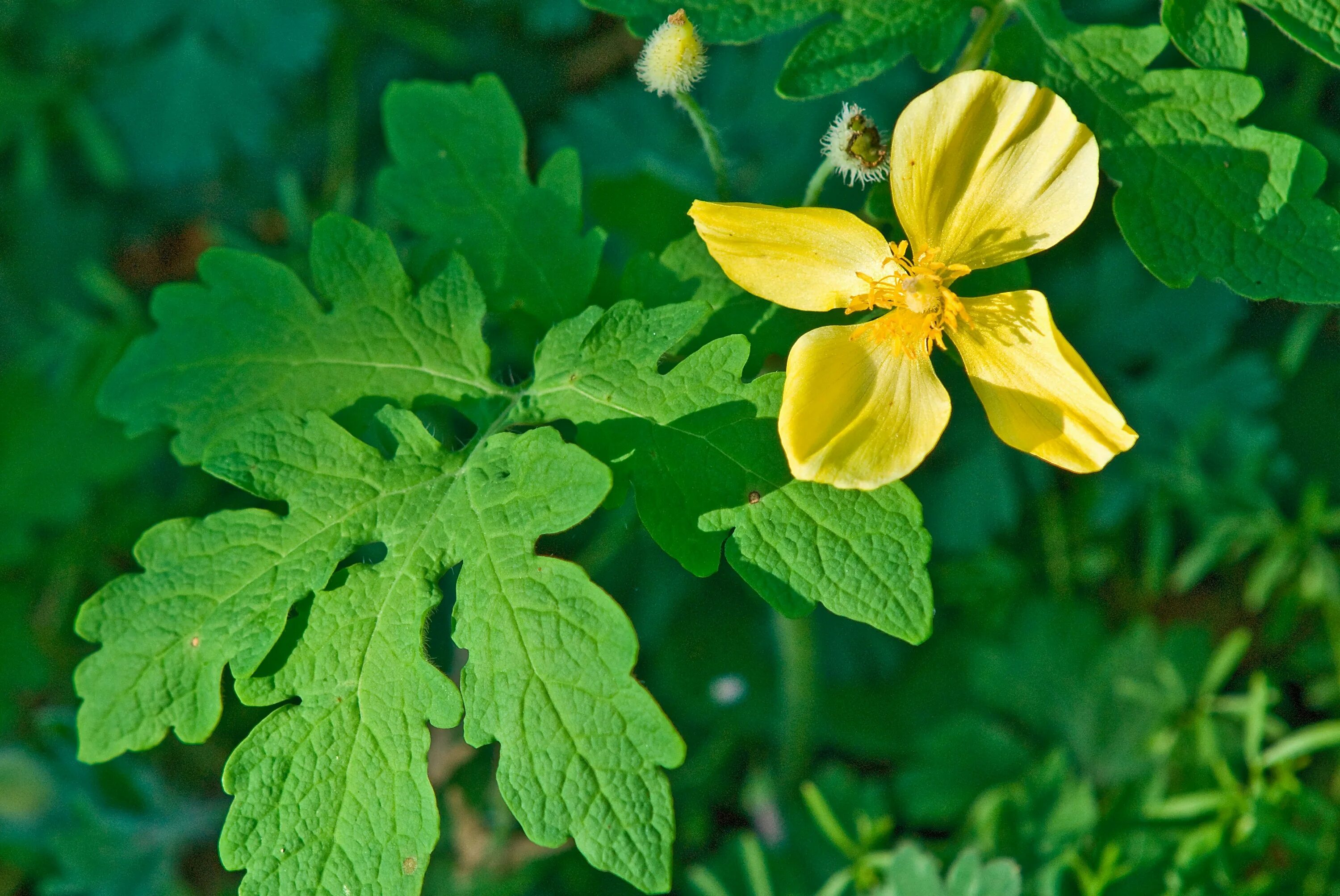 Детский чистотел. Chelidonium majus. Чистотел трава. Чистотел Chelidonium majus. Чистотел соцветие.