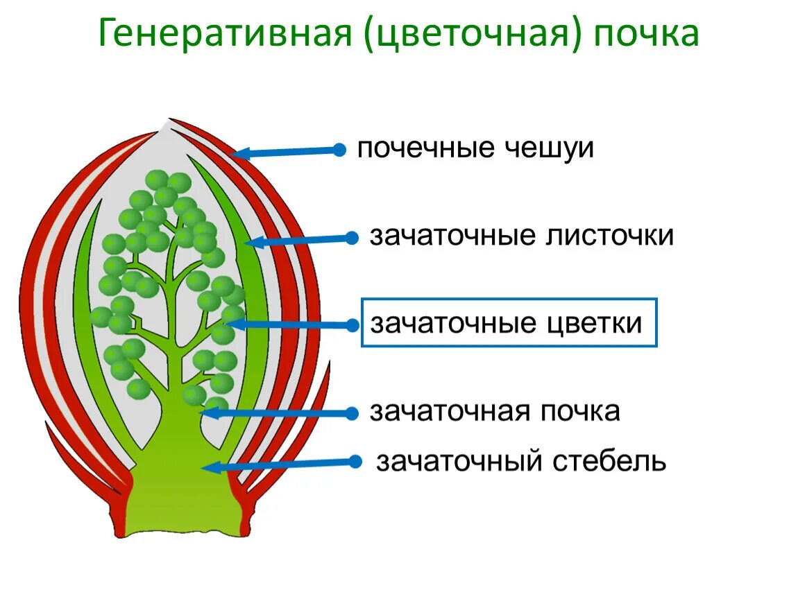 Строение вегетативной и генеративной почки. Строение генеративной почки растения. Строение генеративной почки. Схема строения почки растения. Рассмотрите изображение генеративной почки