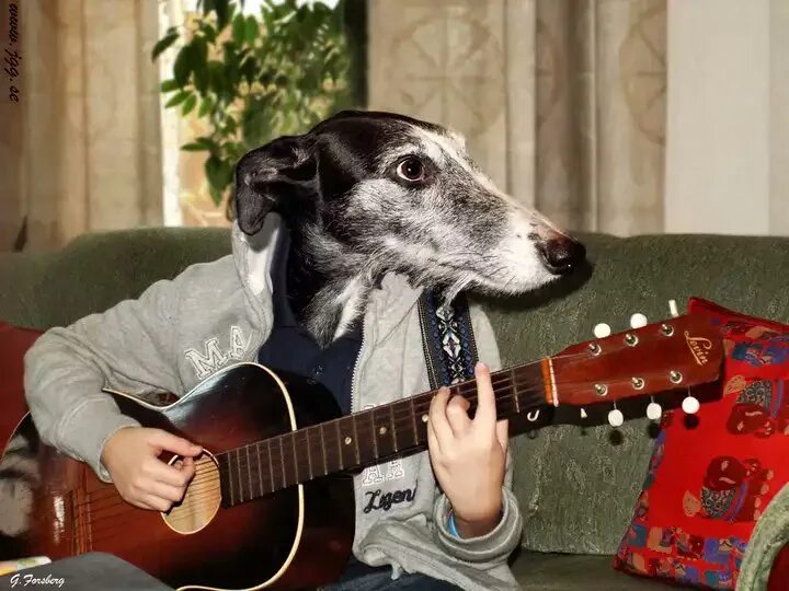 Пес пет. Собаки которые умеют петь. Собака поет. Животные с микрофоном. Новогвинейская поющая собака щенок.