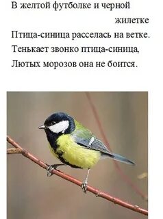 Тенькает синица меж лесных кудрей русский язык
