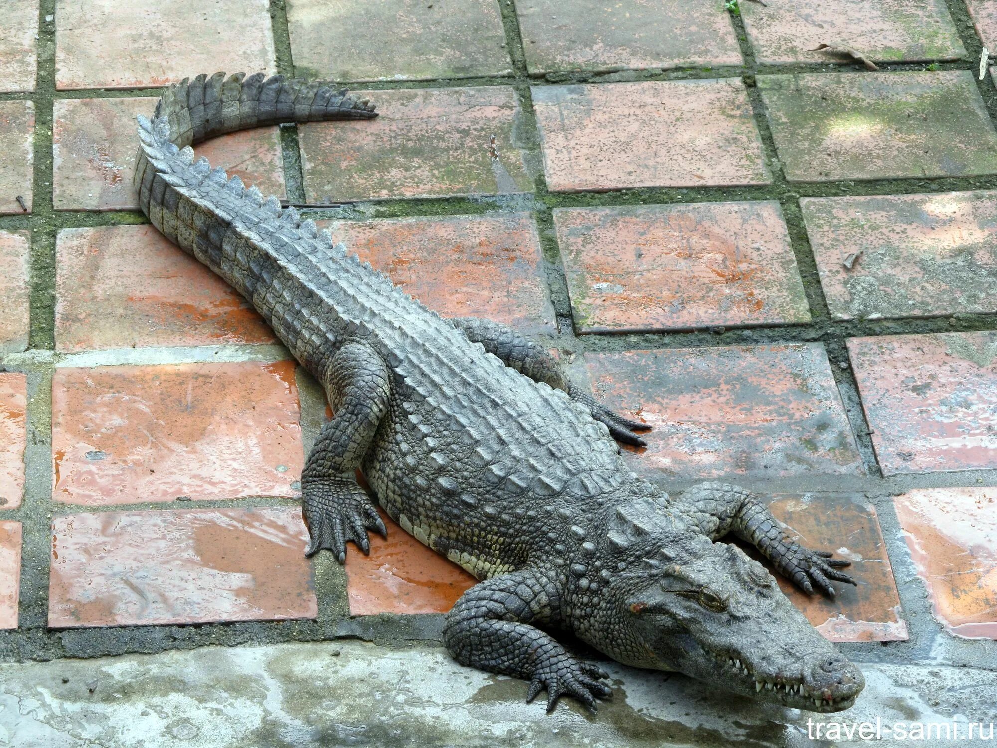 Коля крокодил тула вк. Крокодилья ферма во Вьетнаме. Крокодиловая ферма Голубицкая. Крокодиловая ферма Лазаревское. Крокодиловая ферма Вьетнам Нячанг.