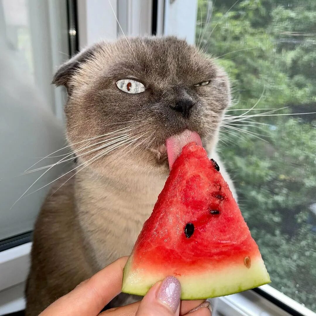 Кот есть арбуз. Котенок ест арбуз. морда кота в арбузе. кот ест арбуз мем. кот ест арбуз ава.
