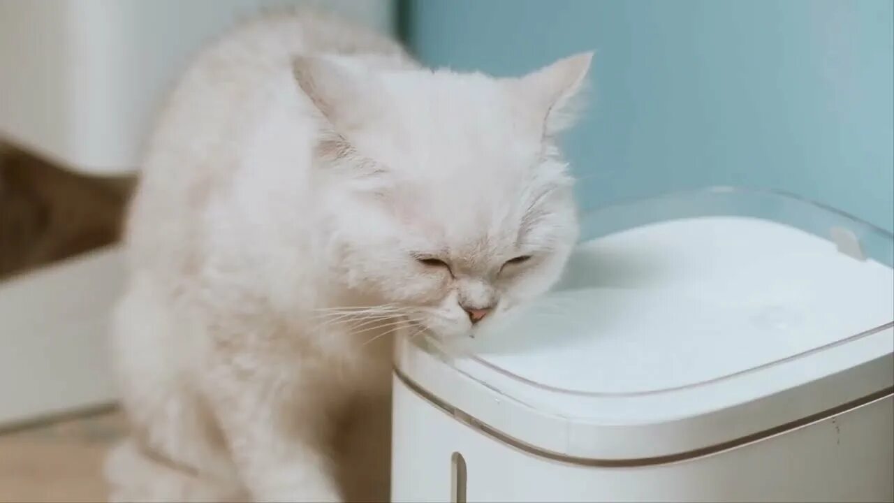 Поилка фонтанчик Xiaomi. Simple cute Cat Xiaomi. Xiaomi pet fountain