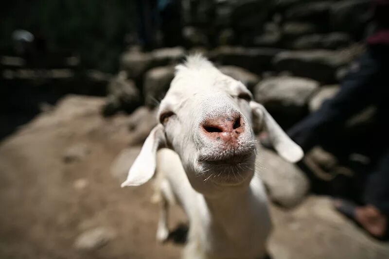 Коза 1 год. Гималайская коза. Гималайская козочка. Гималайский козел. Гималайская коза фото.