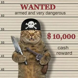 Wanted cat