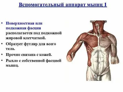 Вспомогательные мышцы