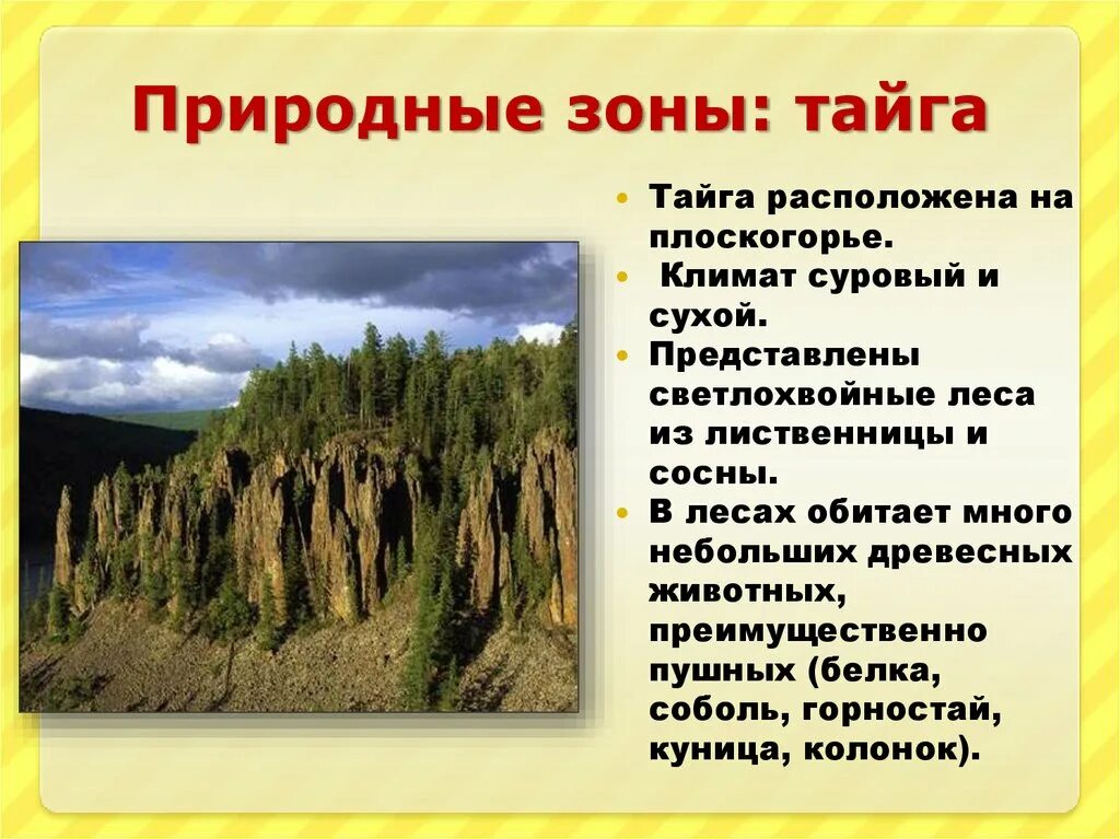 Какая почва в природной зоне тайга. Особенности природной зоны тайги. Природная зона Тайга географические особенности. Характерные признаки тайги. Климат в тайге Лесная зона.