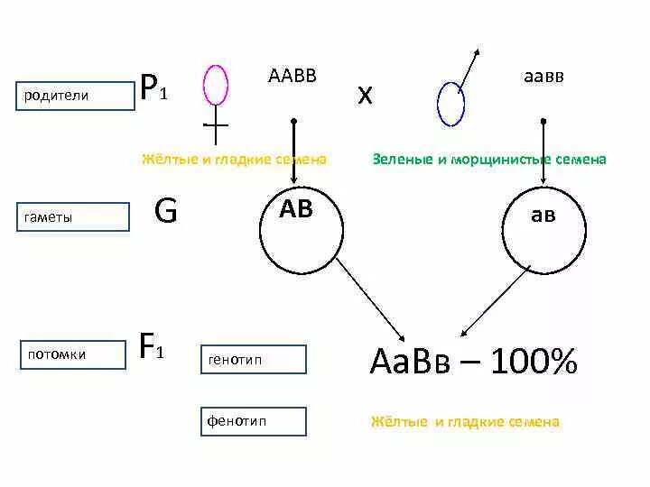 Генотип, фенотип, гаметы. Фенотип ААВВ. Гаметы и генотипы. ААВВ ААВВ скрещивание.