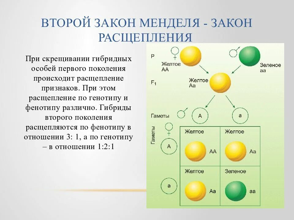 2 Закон расщепления Мендель схема. Расщепление по фенотипу по 2 закону Менделя. Второй закон Менделя закон расщепления схема. Второй закон Менделя расщепление по генотипу.