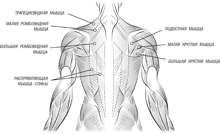 Поясница схема. Ромбовидная трапециевидная мышца спины человека. Мышцы спины трапециевидная широчайшая трапециевидная ромбовидные. Мышцы спины трапециевидная мышца малая.