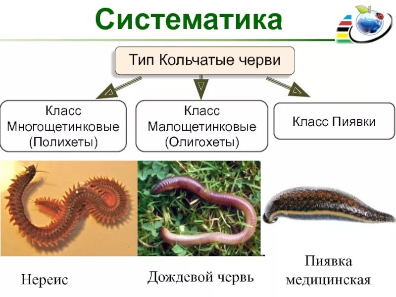 Тип кольчатые. Класс кольчатых червей тип многощетинковые. биология 7 класс типы кольчатых червей. тип кольчатые черви класс малощетинковые. представители кольчатых червей биология 7 класс.