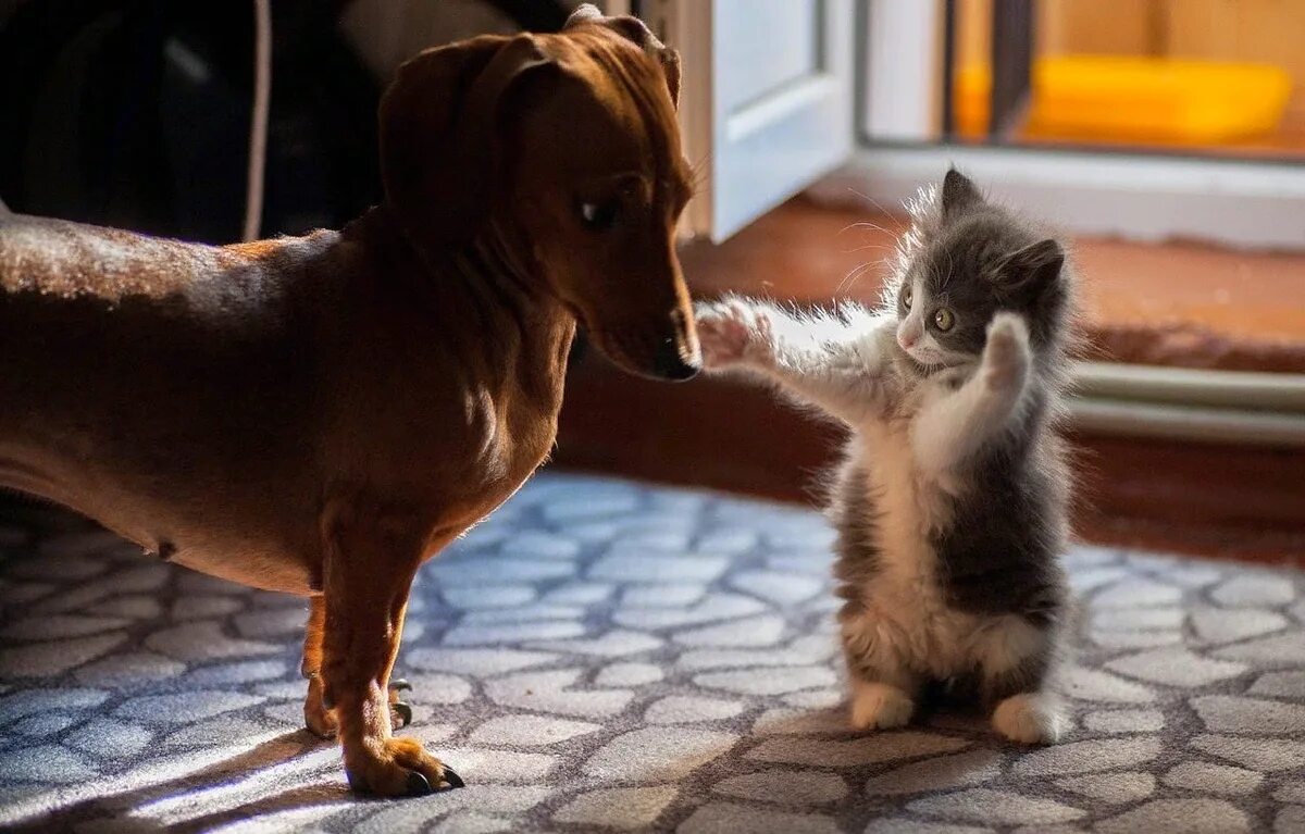 Про кошек и собак. Маленькие котики и собачки. Смешные котики и собачки. Кот и собака обнимаются. Веселые котята и щенята.