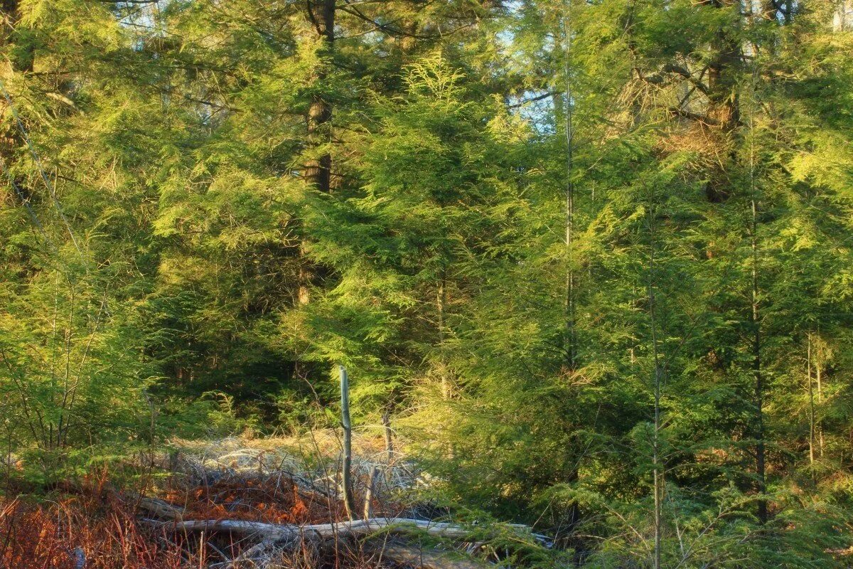 Хвойно лиственная тайга. Светлохвойная Тайга лиственница. Хвойно широколиственные листопадные леса. Лиственница Сибирская лес. Светлохвойная Тайга Северная Америка.