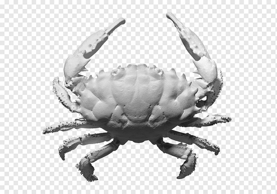 Крабик 3д модель. Модель краба. Модель краба. Модель краба. Ракообразные краб.