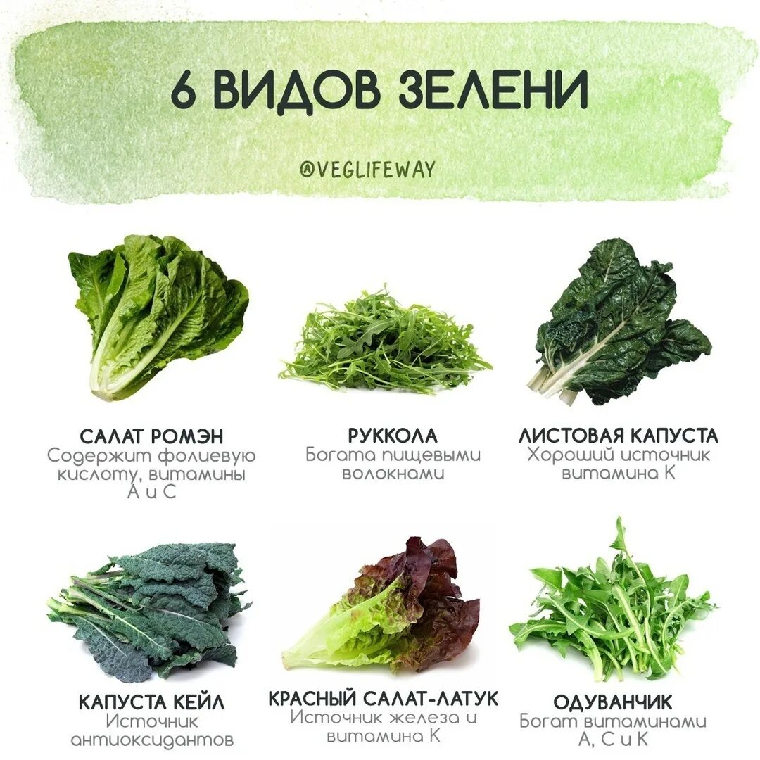 Программа зелень. Виды салатов листовых. виды листьев салата. название салатных листьев. салаты зелень разновидности.