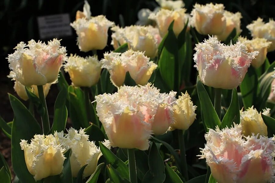 Тюльпан белый махровый бахромчатый. Тюльпан дельта квин. Тюльпан бахромчатый сантандер. Тюльпан сантандер (santander). Тюльпан бахромчатый блэк джуэл.