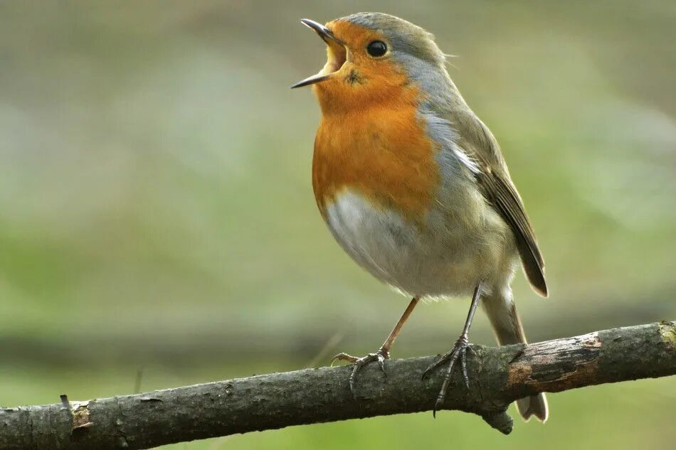 File:European Robin on a Fence 2.jpg - Wikipedia