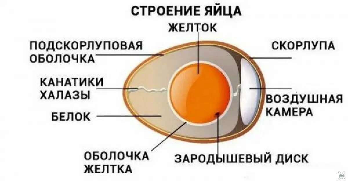 Строение халазы куриного яйца. Строение канатиков халазы яйца. Строение канатики халазы яйца куриного. Строение яйца птицы канатик.