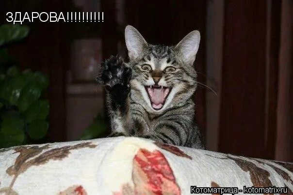енот привет. здарова. здарова. картинка здарова. здарова пацаны.