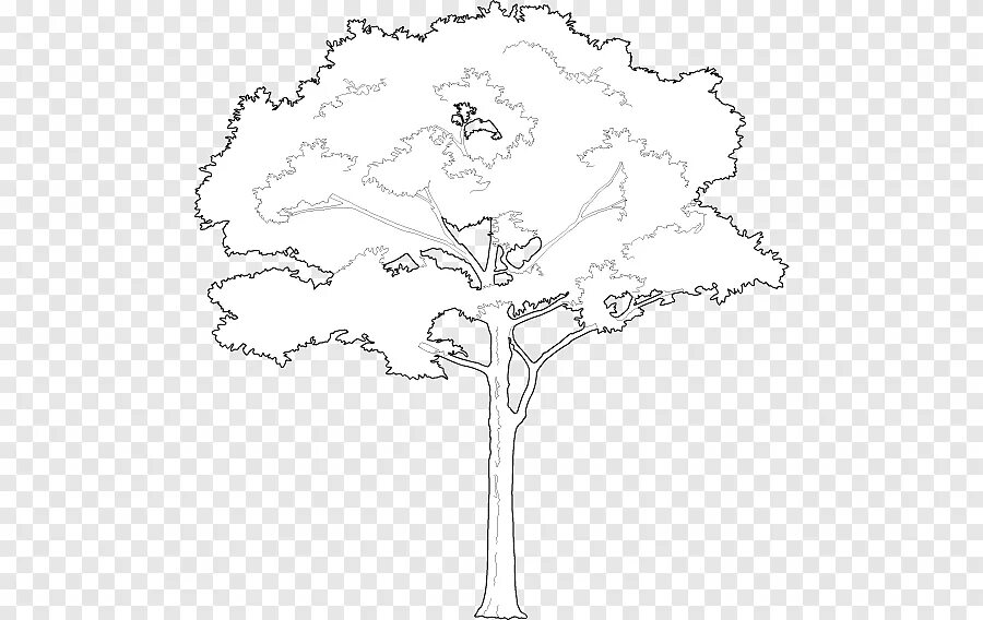 Дерево чертеж. Деревья антураж без фона. Контур деревьев для фотошопа. Антураж деревья. Деревья контур антураж.