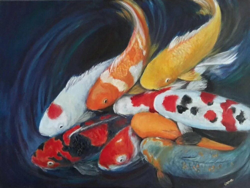 Сколько живут карпы кои. Карп кои вуалевый. карп кои красный. карп кои парчовый. японский карп кои референс.