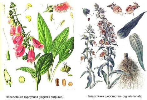 Настой наперстянки