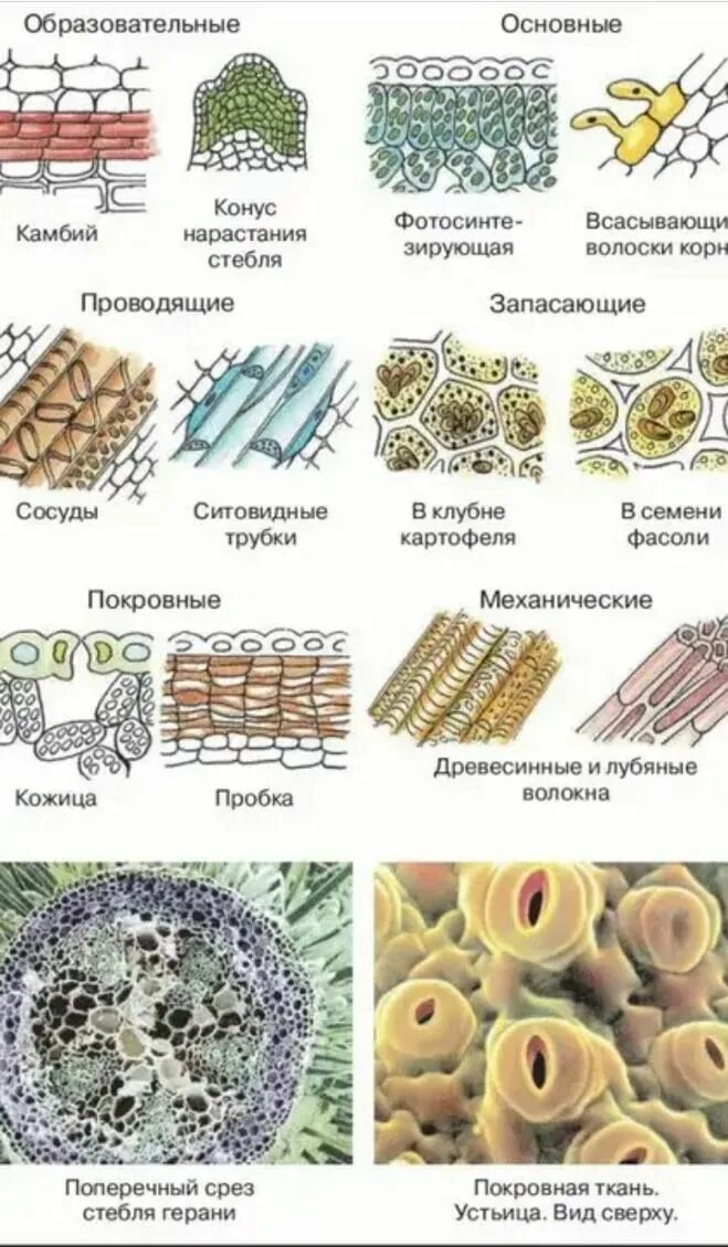 Ткани растений и их части. Типы растительных тканей 6 класс биология. Ткани растений выделительная ткань таблица. Клеточное строение основной ткани растений. Типы растительных тканей 5 класс.